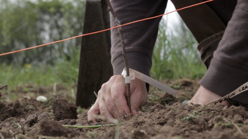 Grafting Planting Cider Apples Windswept Cider