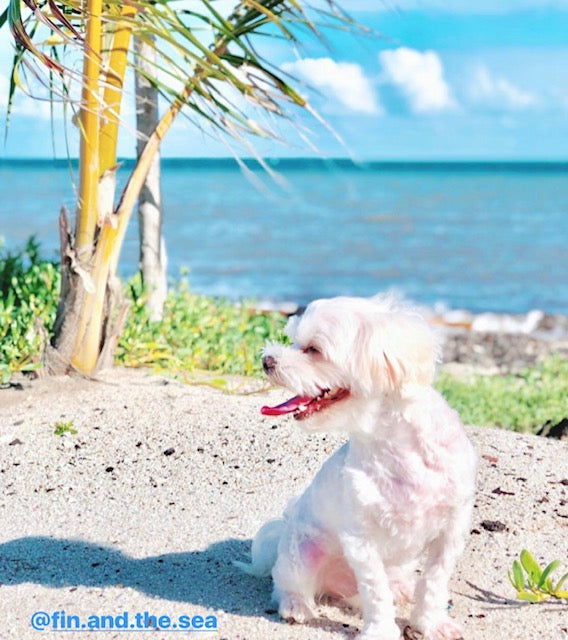 what sunscreens are safe for dogs