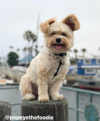 Louie de Coton 10 tips to get the perfect photo of your dog with your smart phone