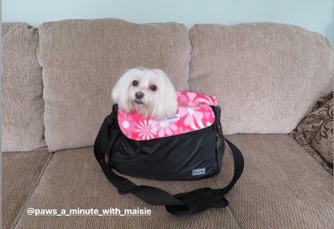 Louie de Coton Back to School Anxiety for Dogs