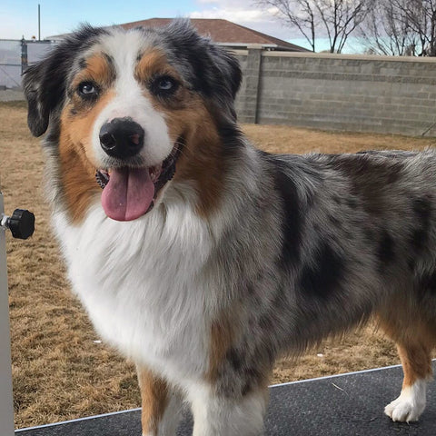 Australian Shepherd Alexa at Green Valley Aussies