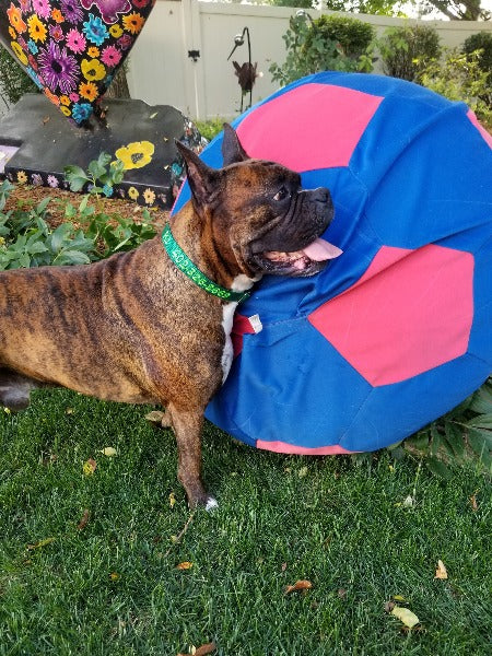 male brendel boxer wearing custom dog collar with big blue ball