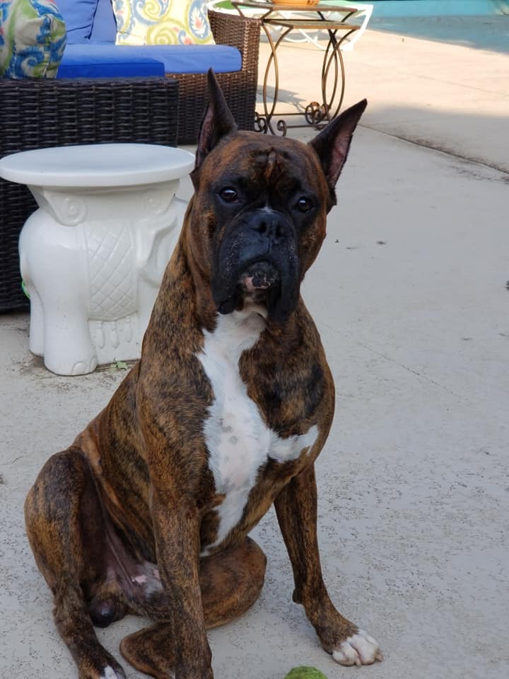 Brendel Male Boxer Dog ID Collar