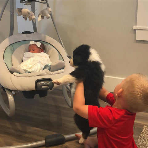 Brother introduces Australian Shepherd Puppies to Baby Sister Green Valley Aussies