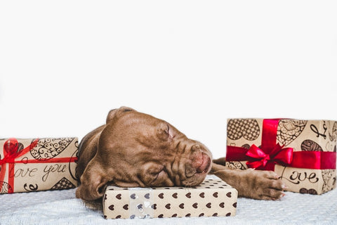 holiday gift guide for dogs