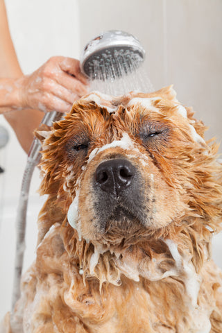 bath time for your dog