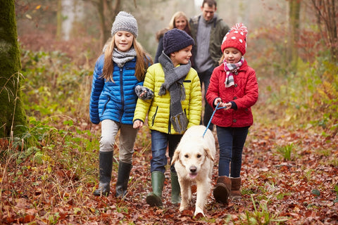 tips and essentials for dog walking in the rain