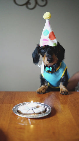 Dog ID Collar.com Birthday