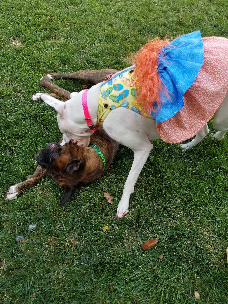 female white boxer dog in colorful dress playing with brendel