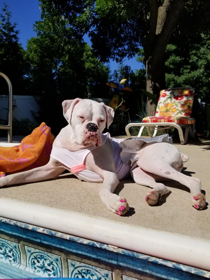White Female Boxer Poolside Dog ID Collar