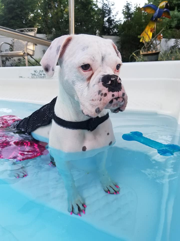 Cute White Female Boxer Lexie Dog ID Collar