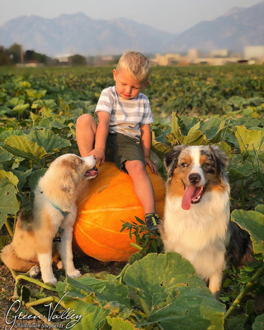 Child at play with Australian Shepherds in Pumpkin Patch Green Valley Aussies