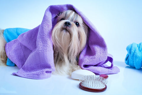 dog grooming tips