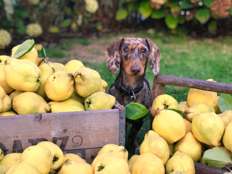 healthy fruits and veggies for your dog by dog id collar.com