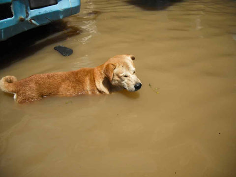 Pet health and safety during a natural disaster