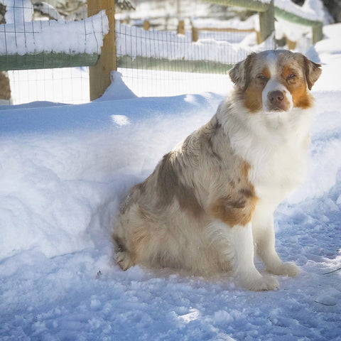 Australian Shepherd Paris at Green Valley Aussies