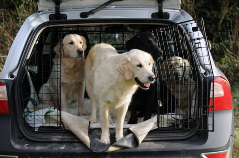 Dog safety while in the car