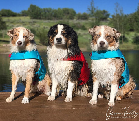 Australian Shepherds After a Swim