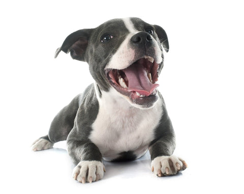 dental care for dogs tips and guide