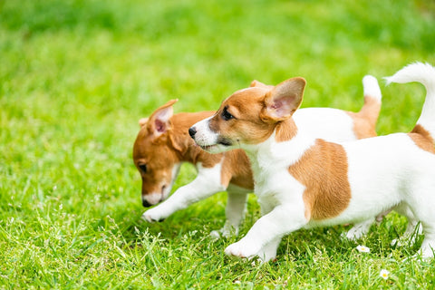 tips on handling puppy behavior