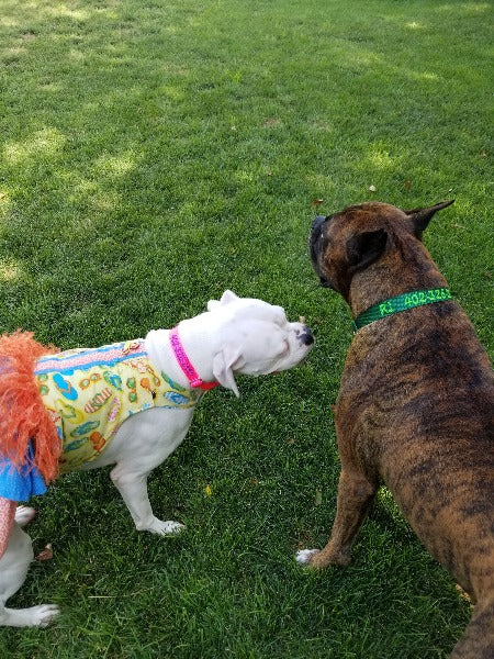 white female boxer teasing brendel male boxer pet id collars