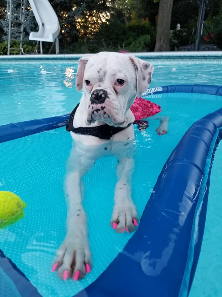 White Female Boxer Swimming Pool