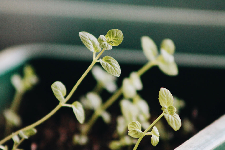 grow plants with kids