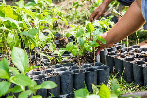 Loads of sapling trees in pots