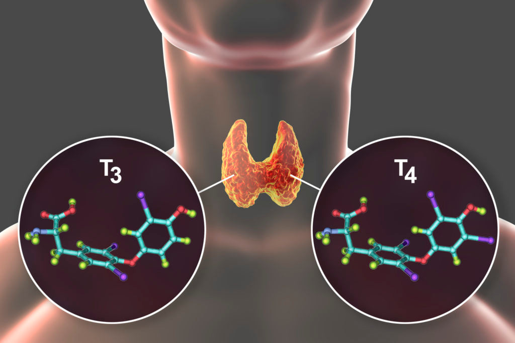 Thyroid gland | HealthMasters