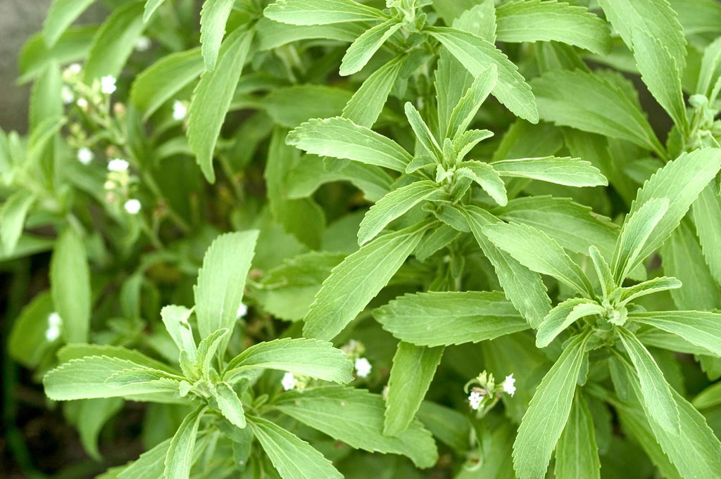 Growing Stevia | HealthMasters