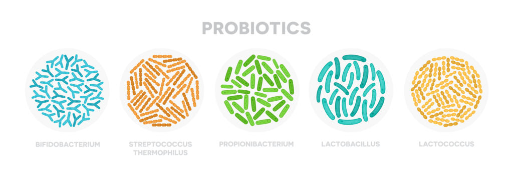 Probiotics diagram | HealthMasters