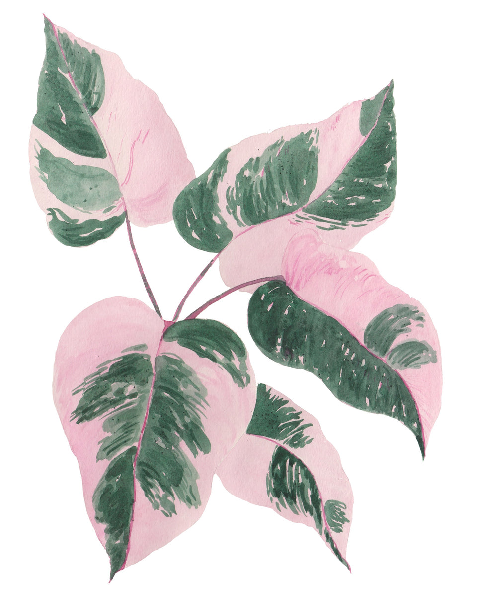 Philodendron Pink Princess Plant W/ Pink & Green Variegated Leaves -Gi – Good Honey Handmade Tonja