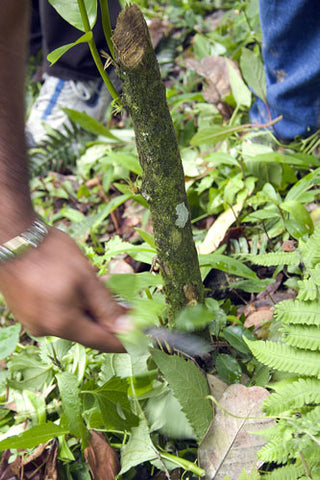 Kaffeepflanzen Sprössling auf Baumstumpf