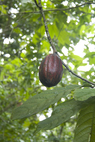 Kakaobohne Barahona Dominikanische Republik