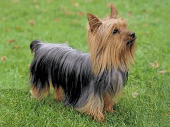 is the silky terrier a good breed of dog