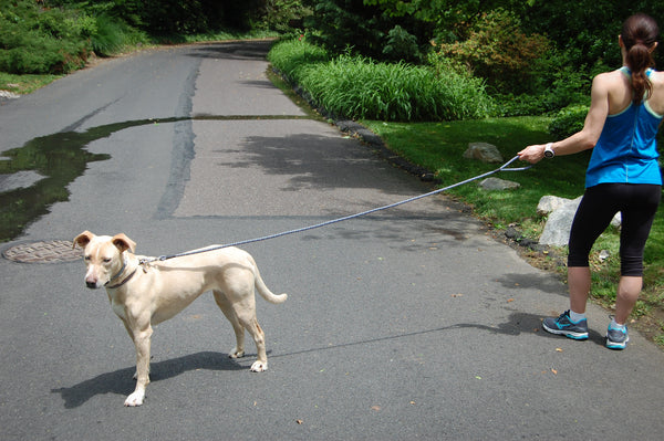 6 foot dog leash