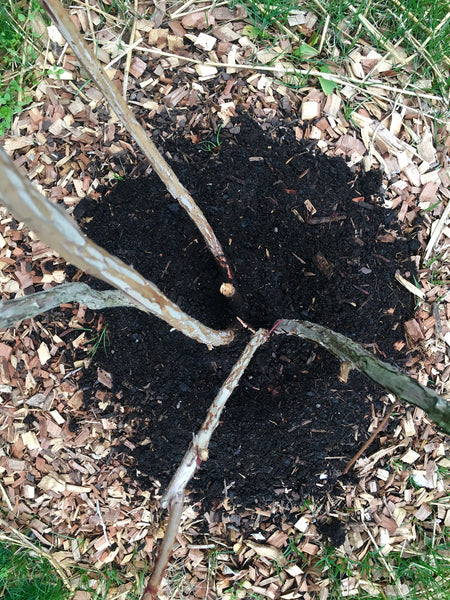 Blueberry Bush