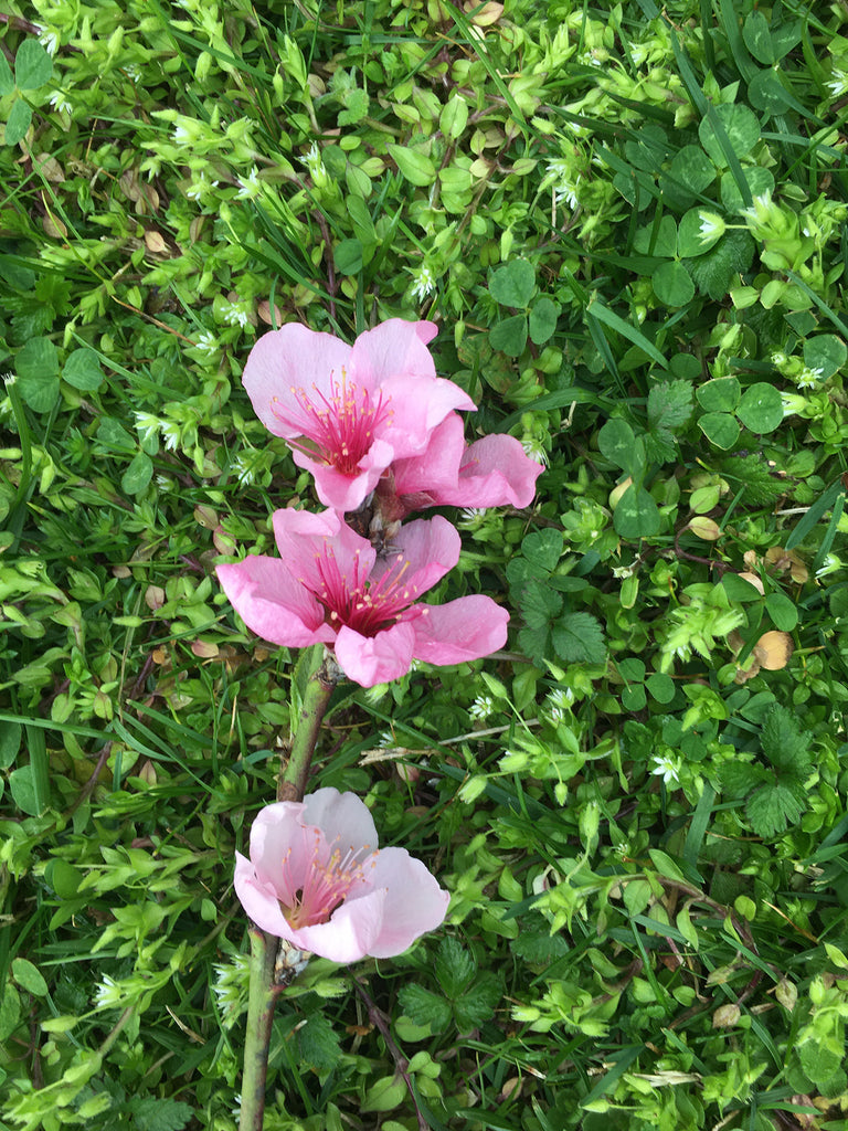 Peach Tree Flowers