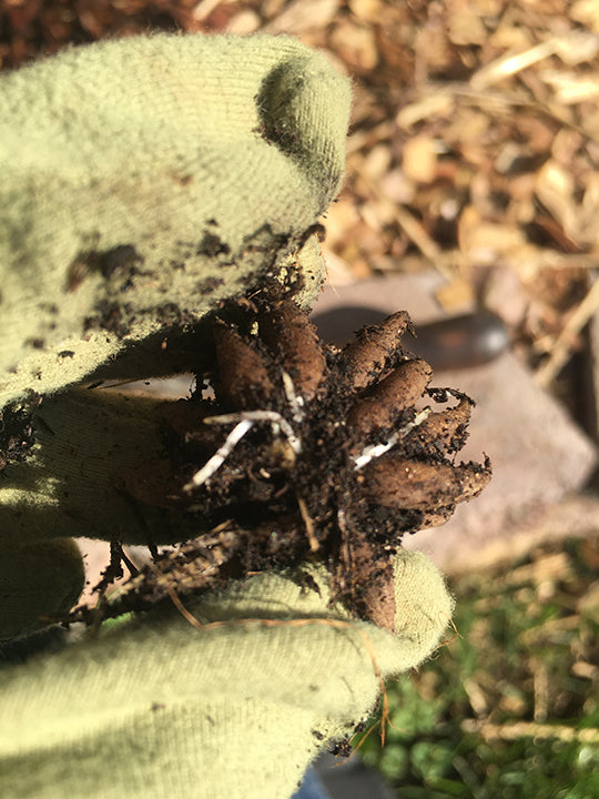 Ranunculus Roots