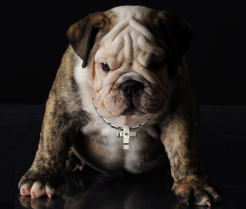 Great British Bulldog wearing Annika Rutlin solid silver cross from Ixion collection