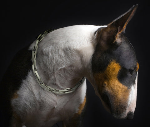 Bull terrier wearing Annika Rutlin solid silver link chain collar necklace Idun collection
