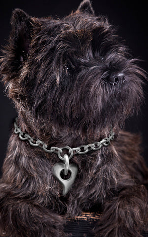 Cairn terrier wearing Annika Rutlin solid silver Amitie heart collar necklace