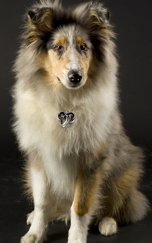 Collie wearing Annika Rutlin jewellery angel pendant from Halo collection solid silver
