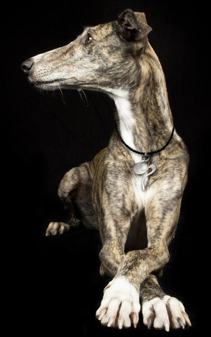 Greyhound dog wearing Annika Rutlin silvertide collection solid silver wave pendant necklace jewellery