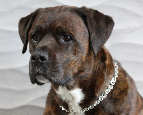 Boxer cross rottweiler handsome dog wearing Annika Rutlin designer jewellery chain