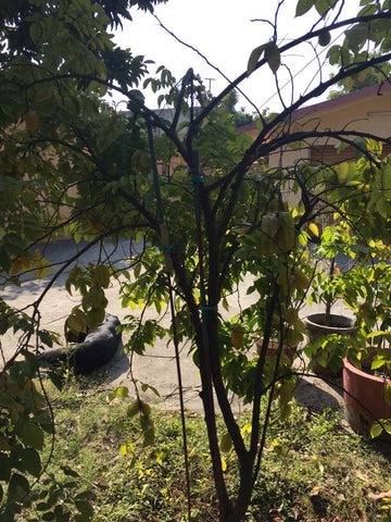 star fruit plant.exoticflora