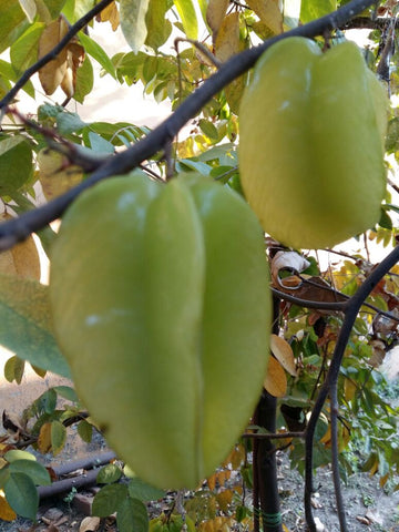 STAR FRUIT.EXOTICFLORA