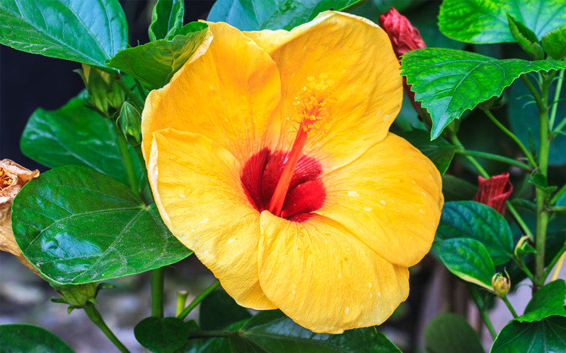 Hibiscus Plant from exoticflora