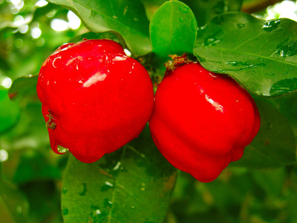 Barbados cherry Tree from exoticflora
