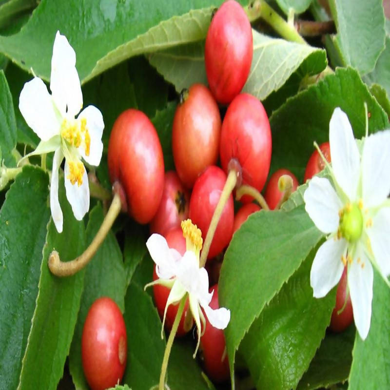 cherry fruit tree